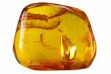 Detailed Fossil Caddisfly and Two Flies in Baltic Amber #135034-1
